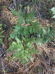 Pteridium aquilinum pseudocaudatum