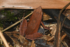 Physalaemus cuvieri