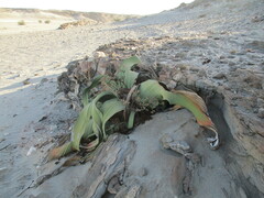 Welwitschia mirabilis