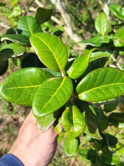 Eugenia sessiliflora