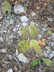 Cornus sanguinea australis