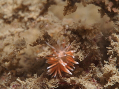 Coryphella