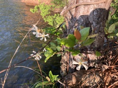 Trachelospermum jasminoides