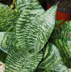 Sansevieria cylindrica
