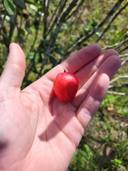 Eugenia sessiliflora
