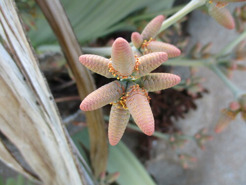 Welwitschia mirabilis