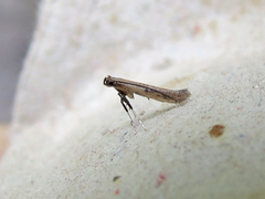 Caloptilia hypericella