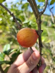 Eugenia sessiliflora