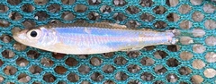 Notropis stilbius