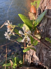 Trachelospermum jasminoides