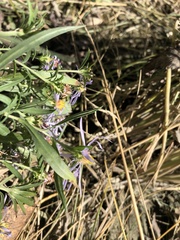 Symphyotrichum subspicatum