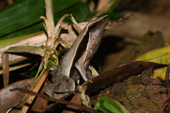 Physalaemus cuvieri