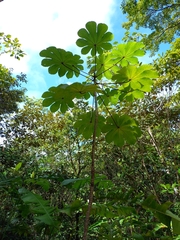 Cecropia
