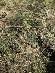 Symphyotrichum subspicatum