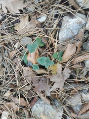 Potentilla micrantha