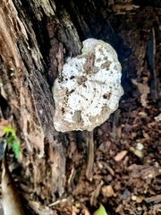 Trametes menziesii