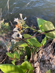 Trachelospermum jasminoides