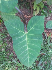 Xanthosoma violaceum