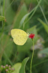 Eurema hecabe