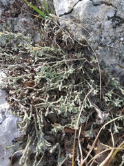 Genista albida
