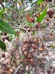 Conocarpus