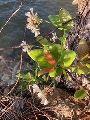 Trachelospermum jasminoides
