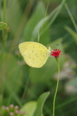 Eurema hecabe