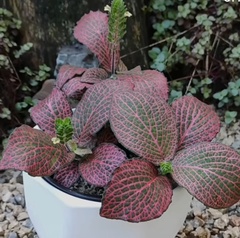 Fittonia