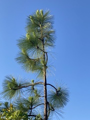 Pinus palustris