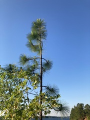 Pinus palustris