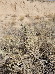 Atriplex canescens