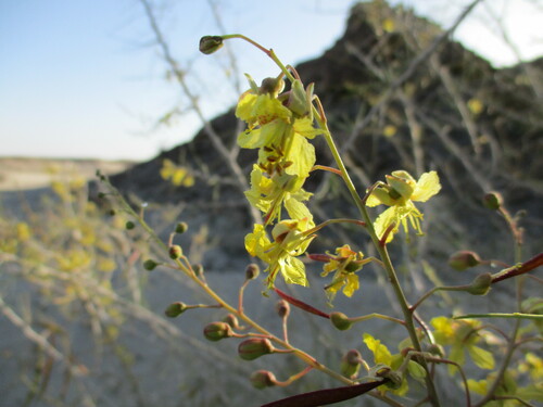 Image of Parkinsonia africana by no rights reserved