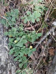 Arabis caucasica