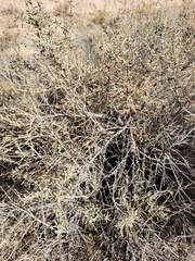 Atriplex canescens