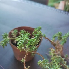 Sedum potosinum