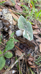 Russula virescens