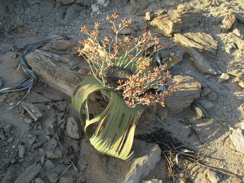 Welwitschia mirabilis