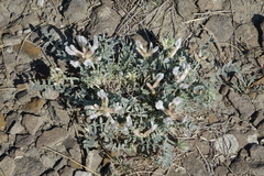 Astragalus dilutus