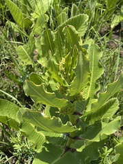 Pachycarpus asperifolius