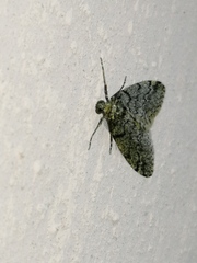Tephronia bytinskii