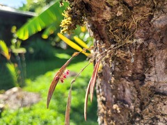 Trichosalpinx dependens