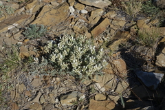 Astragalus dilutus