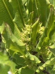 Pachycarpus asperifolius