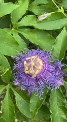 Passiflora