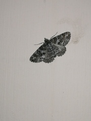 Ascotis fortunata