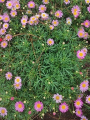 Argyranthemum