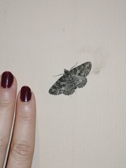 Ascotis fortunata