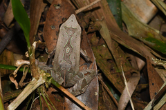 Physalaemus cuvieri