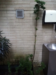 Polyscias guilfoylei