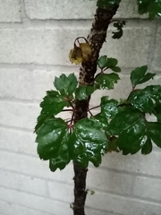 Polyscias guilfoylei